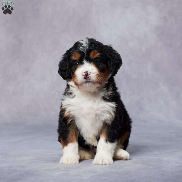 Chloe, Mini Bernedoodle Puppy